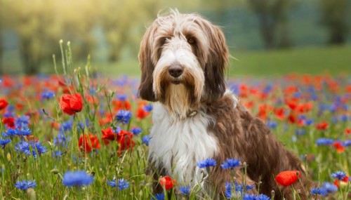 Ai generated, animal, animals, mammal, mammals, a, single animal, bobtail, (Canis lupus