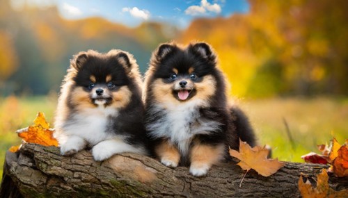 KI generated, animal, animals, mammal, mammals, one, single animal, dwarf spitz, Spitz, (Canis