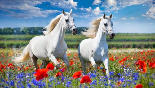 KI generated, A horse, horses, Arabian, in front of a blue sky, thoroughbred Arabian, AV, Arabian