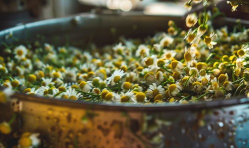 Close-up of chamomile flowers being distilled, nature beauty background AI generated
