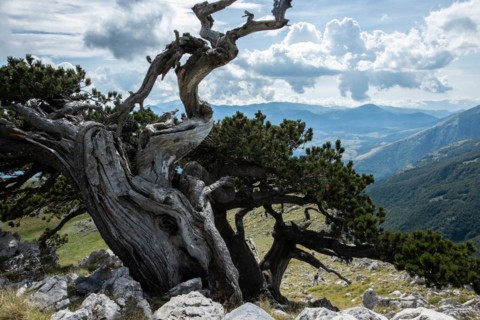 Pollino national park, Pinus heldreichii, italy