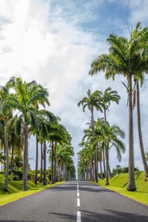 The famous palm avenue l'Allee Dumanoir. Landscape shot from the centre of the street into the