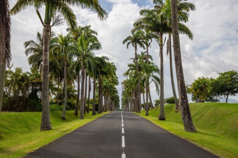 The famous palm avenue l'Allee Dumanoir. Landscape shot from the centre of the street into the