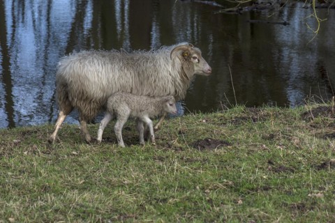 Horned moorland cuckoo (Ovis aries) with its lamb grazing on a pond, Mecklenburg-Western Pomerania,