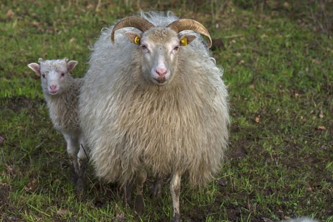 Horned moorland sheep (Ovis aries) with their lamb on the pasture, Mecklenburg-Western Pomerania,
