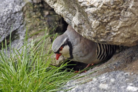 Rock partridge (Alectoris graeca), mountains