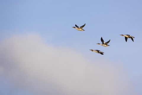 Red-breasted Merganser (Mergus serrator), small flock in flight, Laanemaa, Estonia, Europe