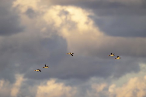 Red-breasted Merganser (Mergus serrator), small flock in flight at sunset, Laanemaa, Estonia,
