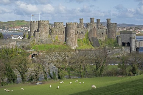 Sheep, lambs, castle, Conwy, Wales, Great Britain