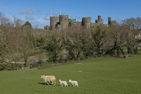 Sheep, lambs, castle, Conwy, Wales, Great Britain