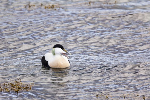 Common eider (Somateria mollissima), adult drake, Vadso, Varanger, Finnmark, Norway, Europe