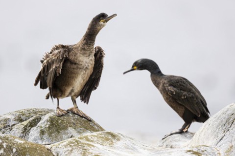 Common shag (Phalacrocorax aristotelis), two juvenile birds, Hornoya Island, Vardo, Varanger,