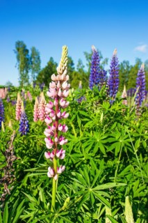 Large-leaved lupine (Lupinus polyphyllus) in bloom on a meadow, a invasiv art in the nature