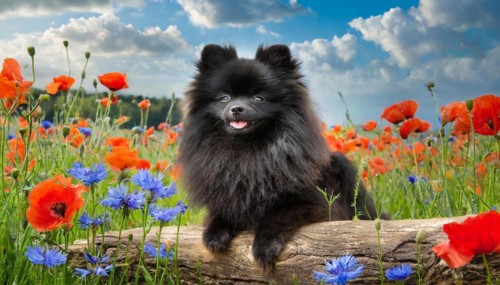 Ai generated, animal, animals, mammal, mammals, a, single animal, dwarf spitz, Spitz, (Canis lupus