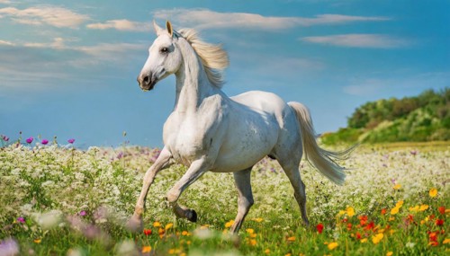 KI generated, A horse, horses, Arabian, in front of a blue sky, thoroughbred Arabian, AV, Arabian