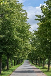 Flowering avenue of lime trees (Tilia platyphyllos), Rehna, Mecklenburg-Vorpommern, Germany, Europe
