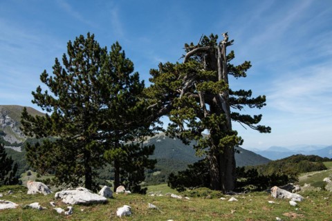 Pollino national park, Pinus heldreichii, italy