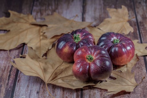 Group of tasty fresh tomatoes of the blue variety with drops of water on dry leaves next to ears of