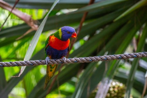 Portrait of a loris, parrot. Beautiful shot of the animals in the forest on Guadeloupe, Caribbean,