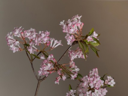Pink scented snowball (Viburnum farreri) in macro