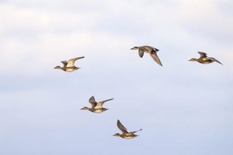 Gadwall (Anas strepera), small flock in flight, Laanemaa, Estonia, Europe