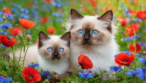 KI generated, animal, animals, mammal, mammals, cat, felidae (Felis catus), a cat and a kitten