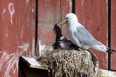 Kittiwake (Rissa tridactyla) with chicks panting on nest on house facade, Vardo, Varanger,