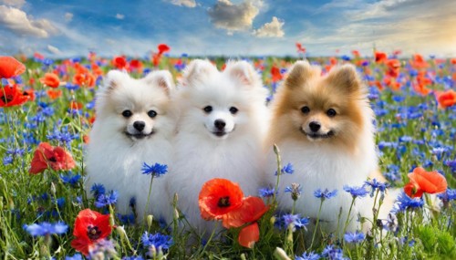 KI generate, animal, animals, mammal, mammals, dwarf spitz, Spitz, (Canis lupus familiaris), dog,