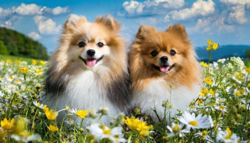 Ai generated, animal, animals, mammal, mammals, a, single animal, dwarf spitz, Spitz, (Canis lupus