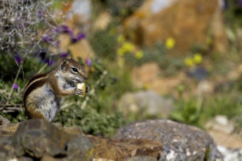 Barbary ground squirrel (Atlantoxerus getulus) or North African bristle squirrel, Fuerteventura,