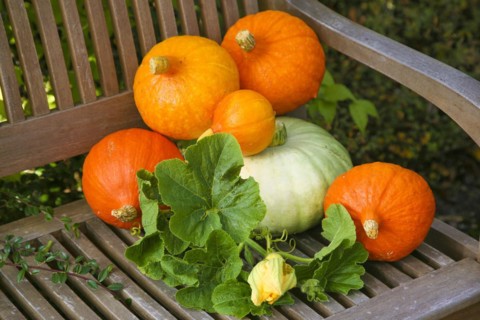 Pumpkins (Cucurbita), Hokkaido pumpkins on wooden bench, round orange-red pumpkins, pumpkin
