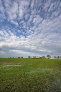 Flooded field with germinating winter wheat (Triticum aestivum), Mecklenburg-Western Pomerania,