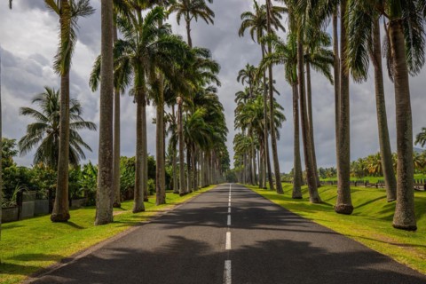 The famous palm avenue l'Allee Dumanoir. Landscape shot from the centre of the street into the