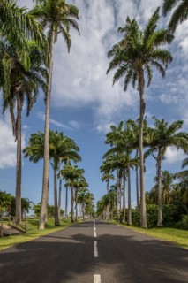 The famous palm avenue l'Allee Dumanoir. Landscape shot from the centre of the street into the