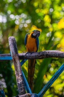 Portrait of a parrot. Beautiful shot of the animals in the forest on Guadeloupe, Caribbean, French