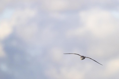 Lesser black-backed gull (Larus fuscus), juvenile bird in flight, Laanemaa, Estonia, Europe