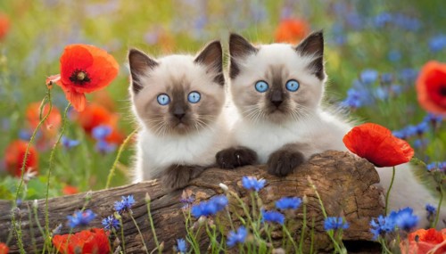 KI generated, animal, animals, mammal, mammals, cat, felidae (Felis catus), two kittens lying in a