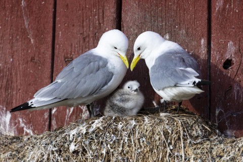 Black-legged kittiwake (Rissa tridactyla), breeding pair with chicks on nest on house facade,