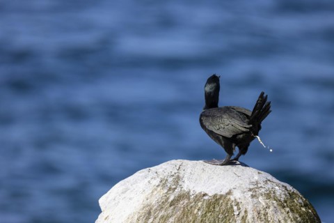 Common shag (Phalacrocorax aristotelis) defecating, Hornoya Island, Vardo, Varanger, Finnmark,