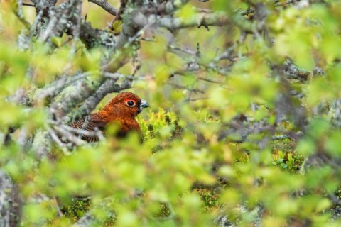 Willow ptarmigan (Lagopus lagopus) hiding in a green lush bush, Fulufjaellets National park,