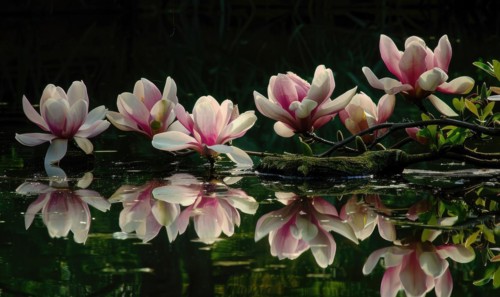 Magnolia blossoms reflected in the still waters of a tranquil pond. Magnolia blossoms touch water