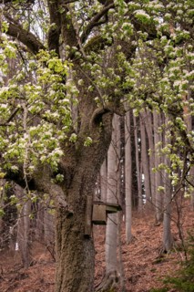 A birdhouse on a flowering pear tree (Pyrus communis) in the Neubeuern forest, Germany, Europe