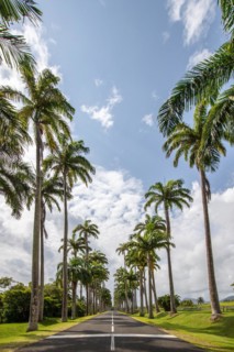 The famous palm avenue l'Allee Dumanoir. Landscape shot from the centre of the street into the
