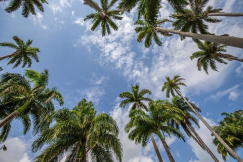 The famous palm avenue l'Allee Dumanoir. Landscape shot from the centre of the street into the