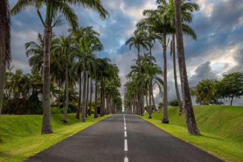 The famous palm avenue l'Allee Dumanoir. Landscape shot from the centre of the street into the