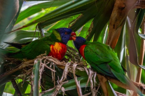 Portrait of a loris, parrot. Beautiful shot of the animals in the forest on Guadeloupe, Caribbean,