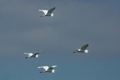 Great White Egret four birds with open wings flying right looking in front of blue sky