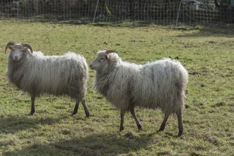 Two horned moorland sheep (Ovis aries) grazing by a pond, Mecklenburg-Western Pomerania, Germany,