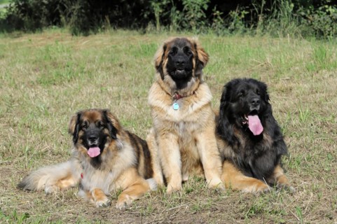 Leonberger dogs, Two Leonberger dogs relax on a meadow and look into the distance, Leonberger dog,