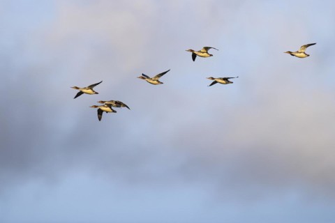 Red-breasted Merganser (Mergus serrator), small flock in flight, Laanemaa, Estonia, Europe